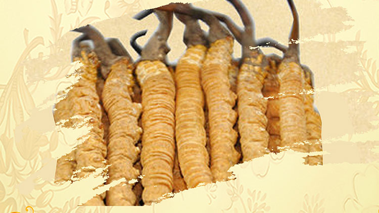 那曲蟲草買回家如何保存？這些小技巧要知道！