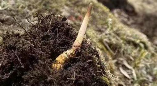  <a href=http://www.eaebo.com/xinxian/ target=_blank class=infotextkey>鮮冬蟲夏草</a>的多樣食用方法