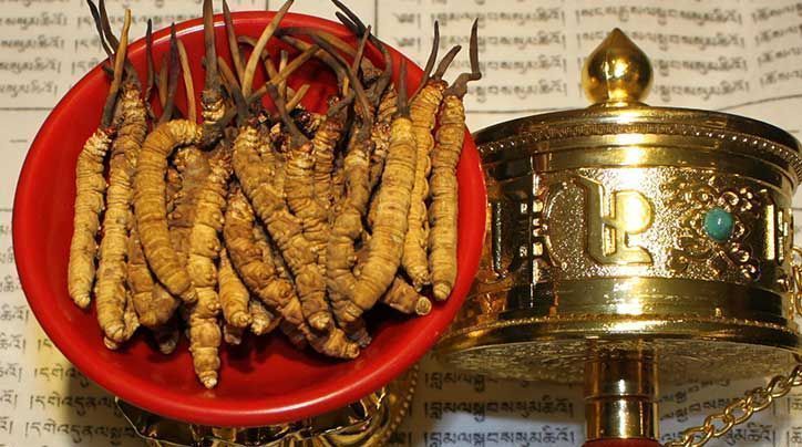 <a href=http://www.eaebo.com/ target=_blank class=infotextkey>那曲<a href=http://www.eaebo.com/ target=_blank class=infotextkey>冬蟲夏草</a></a>的有哪些藥用價值