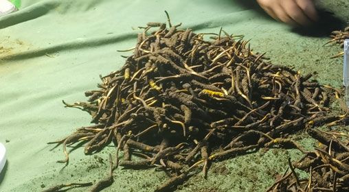 <a href=http://www.eaebo.com/xinxian/ target=_blank class=infotextkey>鮮冬蟲夏草</a>的正確食用方法指南