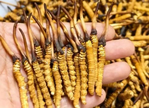 <a href=http://www.eaebo.com/sdph/zcw/ target=_blank class=infotextkey>珍草王冬蟲夏草</a>是真的嗎？