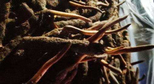 <a href=http://www.eaebo.com/xinxian/ target=_blank class=infotextkey>新<a href=http://www.eaebo.com/xinxian/ target=_blank class=infotextkey>鮮冬蟲夏草</a></a>的多種食用方法