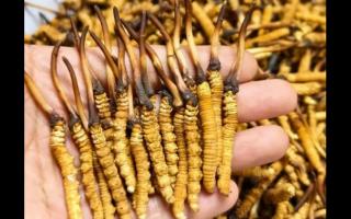 珍草王冬蟲夏草是真的嗎？揭秘珍稀藥材的真相