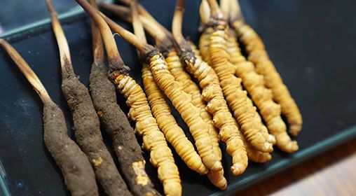 新鮮<a href=http://www.eaebo.com/jiage/ target=_blank class=infotextkey>冬蟲夏草價(jià)格</a>查詢