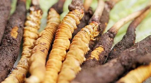 <a href=http://www.eaebo.com/xinxian/ target=_blank class=infotextkey>新<a href=http://www.eaebo.com/xinxian/ target=_blank class=infotextkey>鮮冬蟲夏草</a></a>怎么洗 