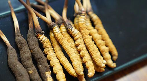 新鮮冬蟲(chóng)夏草禮盒：尊貴與健康的完美融合