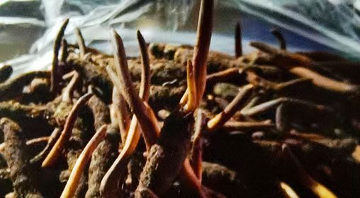 <a href=http://www.eaebo.com/xinxian/ target=_blank class=infotextkey>新<a href=http://www.eaebo.com/xinxian/ target=_blank class=infotextkey>鮮冬蟲(chóng)夏草</a></a>營(yíng)養(yǎng)有哪些呢