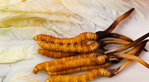 那曲雪域<a href=http://www.eaebo.com/xinxian/ target=_blank class=infotextkey>新<a href=http://www.eaebo.com/xinxian/ target=_blank class=infotextkey>鮮冬蟲夏草</a></a>