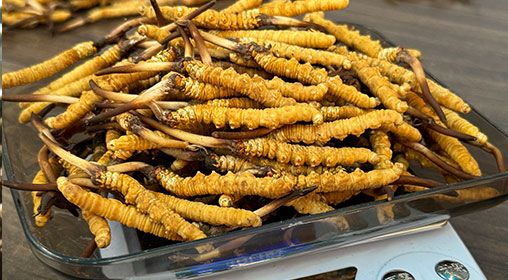 新鮮冬蟲(chóng)夏草的食用