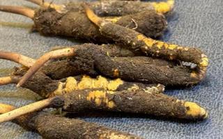 新鮮冬蟲夏草壞了：原因、識別與應(yīng)對策略