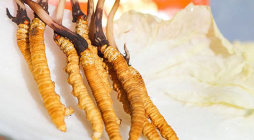 <a href=http://www.eaebo.com/xinxian/ target=_blank class=infotextkey>新<a href=http://www.eaebo.com/xinxian/ target=_blank class=infotextkey>鮮冬蟲夏草</a></a>煮飯:滋養(yǎng)身心的雪域珍饈