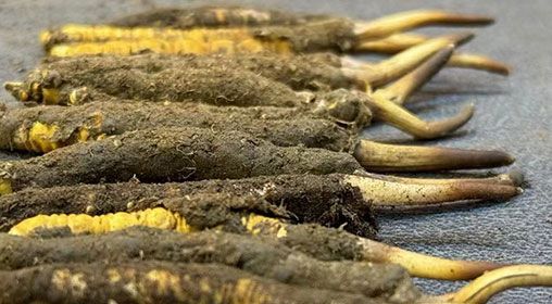 那曲<a href=http://www.eaebo.com/xinxian/ target=_blank class=infotextkey>新<a href=http://www.eaebo.com/xinxian/ target=_blank class=infotextkey>鮮冬蟲夏草</a></a>采摘