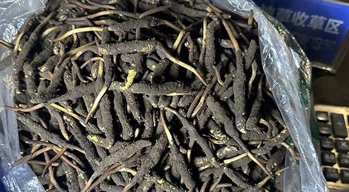 <a href=http://www.eaebo.com/xinxian/ target=_blank class=infotextkey>新<a href=http://www.eaebo.com/xinxian/ target=_blank class=infotextkey>鮮冬蟲夏草</a></a>出售