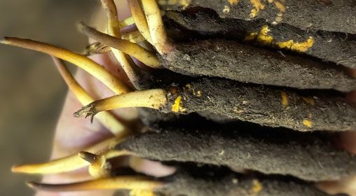 <a href=http://www.eaebo.com/xinxian/ target=_blank class=infotextkey>新<a href=http://www.eaebo.com/xinxian/ target=_blank class=infotextkey>鮮冬蟲(chóng)夏草</a></a>晾曬 