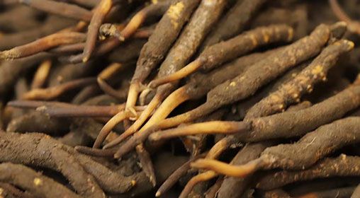 <a href=http://www.eaebo.com/xinxian/ target=_blank class=infotextkey>新<a href=http://www.eaebo.com/xinxian/ target=_blank class=infotextkey>鮮冬蟲夏草</a></a>品質(zhì)