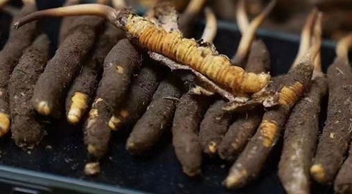 <a href=http://www.eaebo.com/xinxian/ target=_blank class=infotextkey>新<a href=http://www.eaebo.com/xinxian/ target=_blank class=infotextkey>鮮冬蟲夏草</a></a>發(fā)貨 