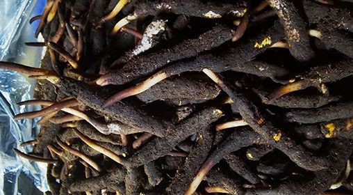 <a href=http://www.eaebo.com/xinxian/ target=_blank class=infotextkey>新<a href=http://www.eaebo.com/xinxian/ target=_blank class=infotextkey>鮮冬蟲夏草</a></a>產(chǎn)地