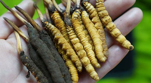 <a href=http://www.eaebo.com/xinxian/ target=_blank class=infotextkey>新<a href=http://www.eaebo.com/xinxian/ target=_blank class=infotextkey>鮮冬蟲夏草</a></a>服用