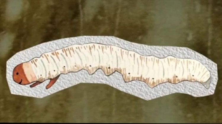 蟲(chóng)草的種類大全:探秘真菌界的奇妙世界