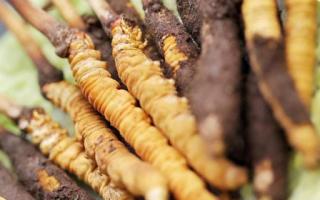 如何鑒別真假蟲(chóng)草？教你幾招！