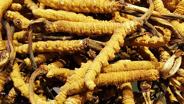 冬蟲夏草是什么味道？揭秘“軟黃金”的獨特風味