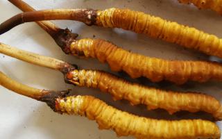 冬蟲夏草泡酒最佳配方：滋補養(yǎng)生，強身健體