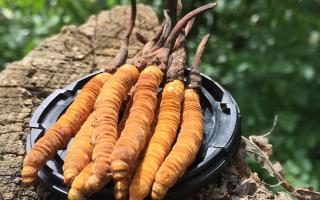 哪個牌子的冬蟲夏草好？2024年權威選購指南