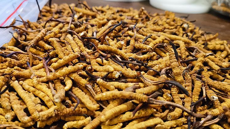 深圳<a href=http://www.eaebo.com/zhengce/ target=_blank class=infotextkey>冬蟲夏草交易</a>市場:南中國蟲草貿(mào)易的黃金樞紐