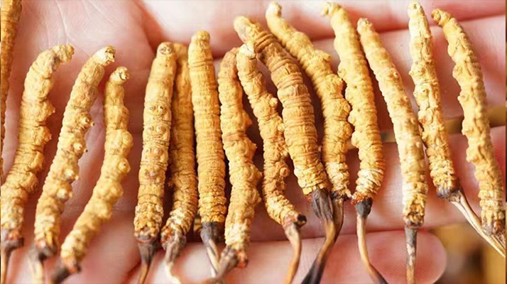 正宗冬蟲(chóng)夏草主產(chǎn)地探秘