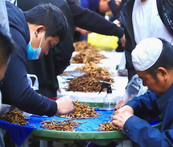 西寧冬蟲(chóng)夏草交易中心：蟲(chóng)草貿(mào)易的核心樞紐