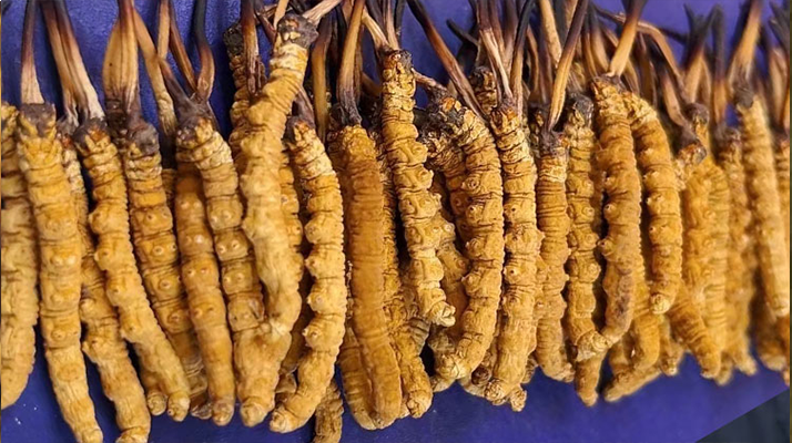 <a href=http://www.eaebo.com/jiage/ target=_blank class=infotextkey>冬蟲夏草價(jià)格</a>解析：一文讀懂 “軟黃金” 的價(jià)值密碼