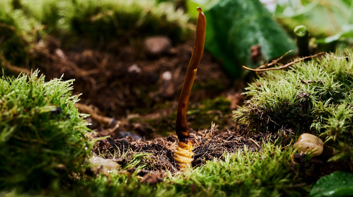 探秘 2024 年野生<a href=http://www.eaebo.com/xinxian/ target=_blank class=infotextkey>新<a href=http://www.eaebo.com/xinxian/ target=_blank class=infotextkey>鮮冬蟲(chóng)夏草</a></a>