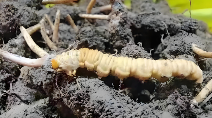 冬蟲(chóng)夏草鮮草與干草的差異解析:不同形態(tài),別樣價(jià)值
