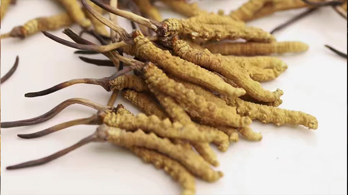 水溫決定營養(yǎng)！冬蟲夏草鮮草泡水溫度全解析?