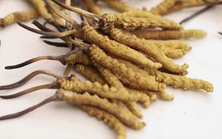 水溫決定營養(yǎng)！冬蟲夏草鮮草泡水溫度全解析?