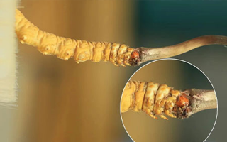 哪里能買到新鮮的冬蟲夏草？這幾個渠道要知道