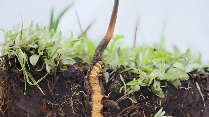 冬蟲夏草:自然界的生命奇跡