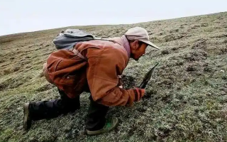 西藏冬蟲夏草最大產(chǎn)地：那曲，自然饋贈(zèng)的珍寶之地