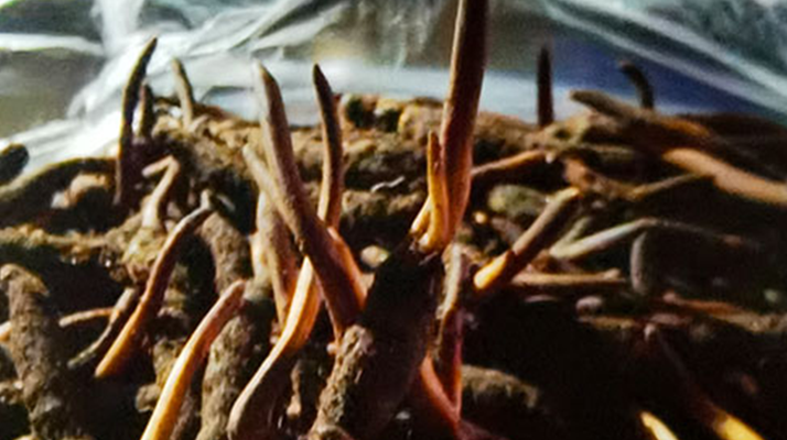 吃鮮的冬蟲夏草會(huì)上火嗎？一文說清