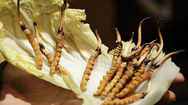 解鎖鮮冬蟲(chóng)夏草的養(yǎng)生密碼:食用的多重益處