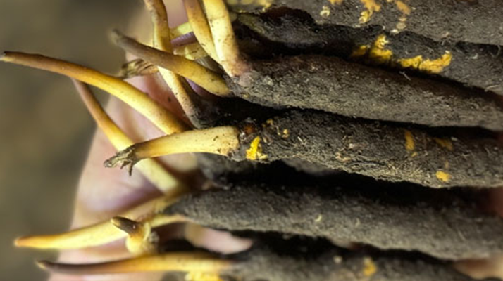 10 支裝<a href=http://www.eaebo.com/xinxian/ target=_blank class=infotextkey>鮮冬蟲夏草價格</a>分析