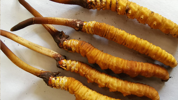 冰鮮<a href=http://www.eaebo.com/jiage/ target=_blank class=infotextkey>冬蟲夏草價格</a>探秘：價值與市場因素的深度剖析