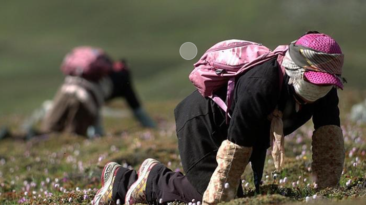 西藏<a href=http://www.eaebo.com/xinxian/ target=_blank class=infotextkey>新<a href=http://www.eaebo.com/xinxian/ target=_blank class=infotextkey>鮮冬蟲夏草</a></a>：雪域高原的神奇饋贈(zèng)