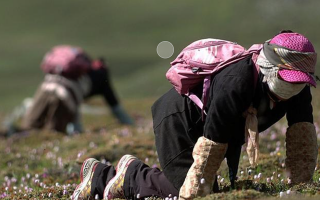 西藏新鮮冬蟲(chóng)夏草：雪域高原的神奇饋贈(zèng)