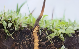 冬蟲夏草鮮草：鮮活的生命力，至臻的養(yǎng)生之選