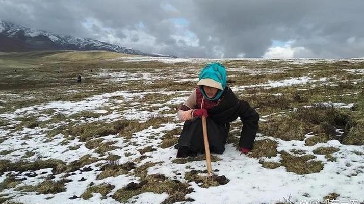 冬蟲(chóng)夏草鮮草的采挖時(shí)刻