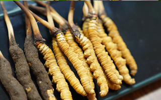 冬蟲夏草鮮草吃多久？科學(xué)食用周期與效果解析