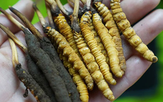 冬蟲夏草泡酒：鮮草入酒，鎖住精華的養(yǎng)生之道