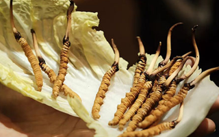 冬蟲夏草：干草與鮮草的終極對(duì)比，哪種更適合你？