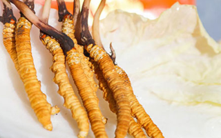 冬蟲(chóng)夏草鮮草打包發(fā)貨全流程：從采摘到送達(dá)的保鮮之旅